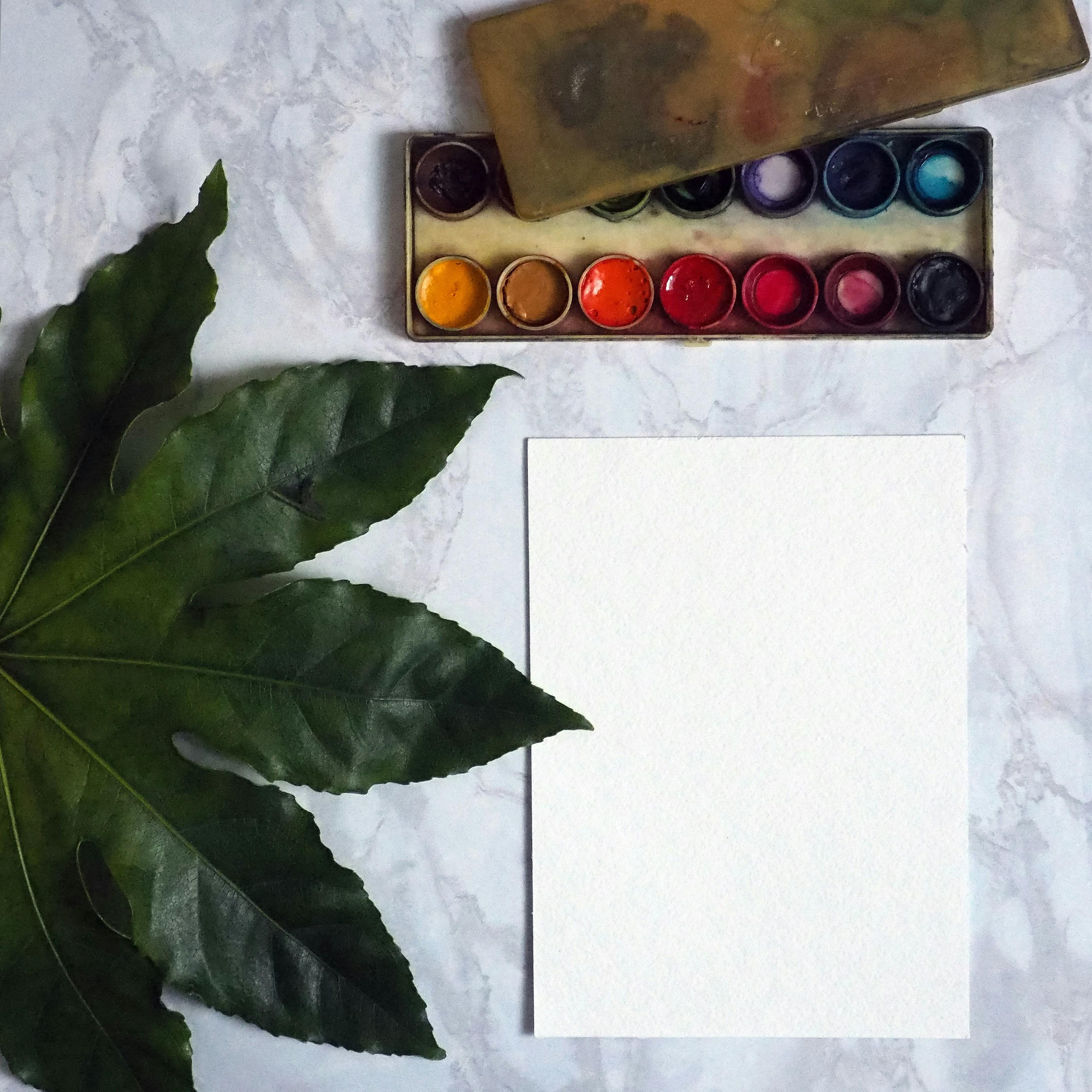 Afbeelding van een verfdoos, wit papier en een groen blad